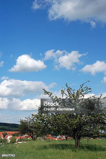 Ciliegio - Fotografie stock e altre immagini di Agricoltura - Agricoltura, Ambientazione esterna, Bellezza