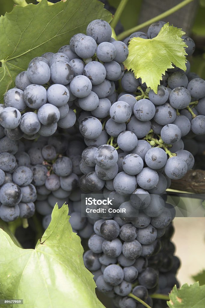 Cacho de uvas 5. - Royalty-free Agricultura Foto de stock