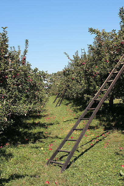 istock Row of Harvest Ladders 89477998