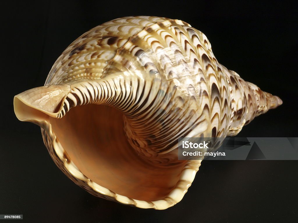 Ocean Shell  Animal Shell Stock Photo