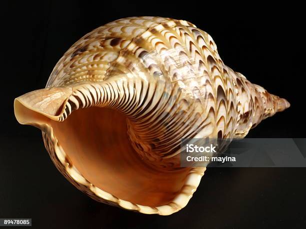 Ocean Shell Stock Photo - Download Image Now - Animal Shell, Black Background, Color Image