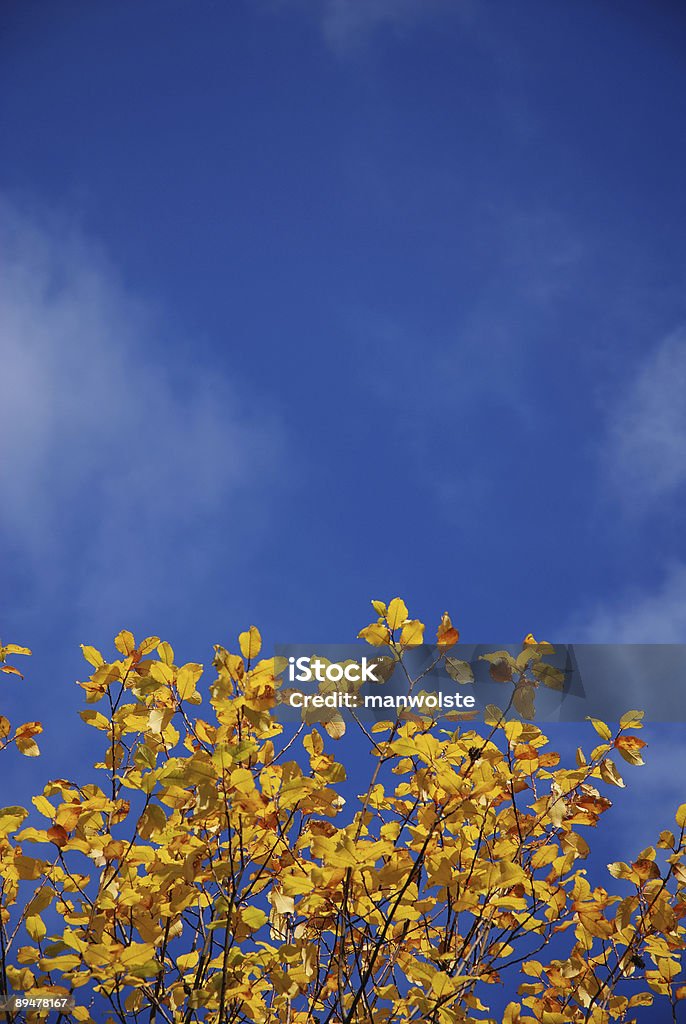 Otoño hojas y cielo azul - Foto de stock de Abstracto libre de derechos