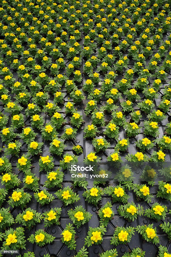 thousands of potted flowers  Color Image Stock Photo
