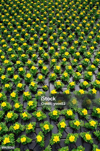 Thousands Of Potted Flowers Stock Photo - Download Image Now - Color Image, Cultivated, Cultures