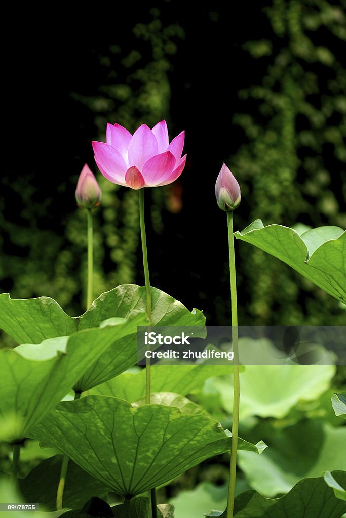 Różowy waterlily - Zbiór zdjęć royalty-free (Bez ludzi)