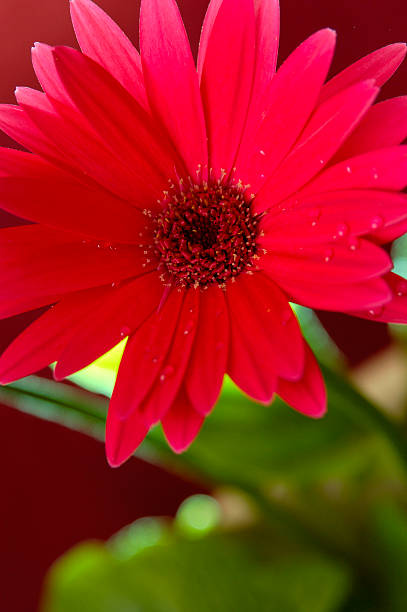 Gerbera Daisy stock photo