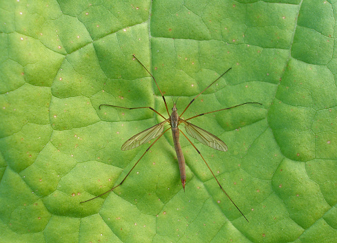 insect on tobacco leaf - crane fly