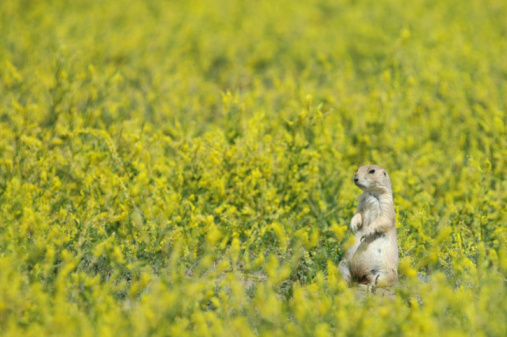 The ground squirrel is standing.
