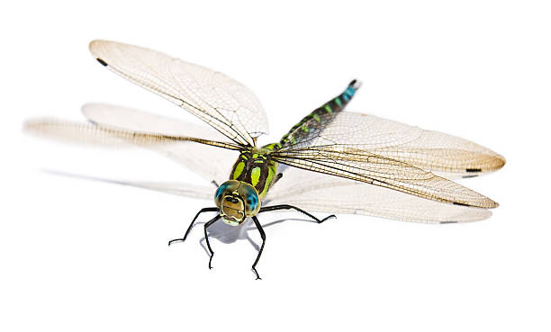 big green dragonfly (isolated) stock photo