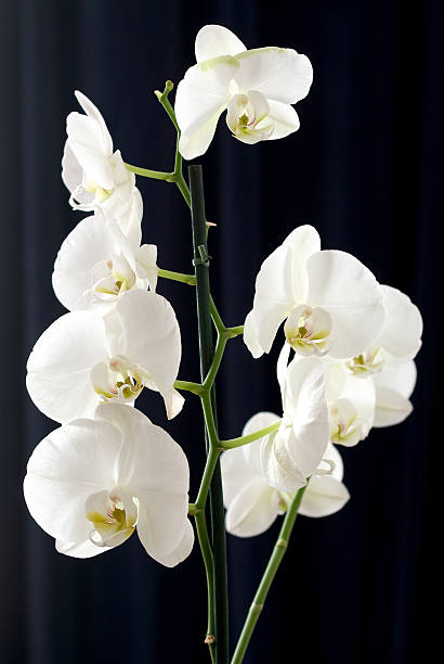 Gorgeous White Orchid against dark background stock photo