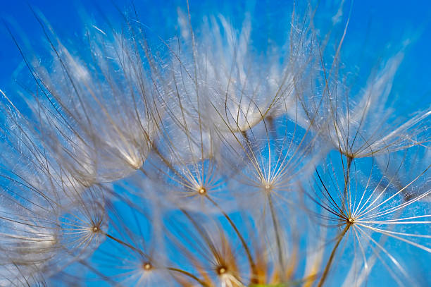 istock Dandelion against the blue background. Close-up. Macro. 89479737