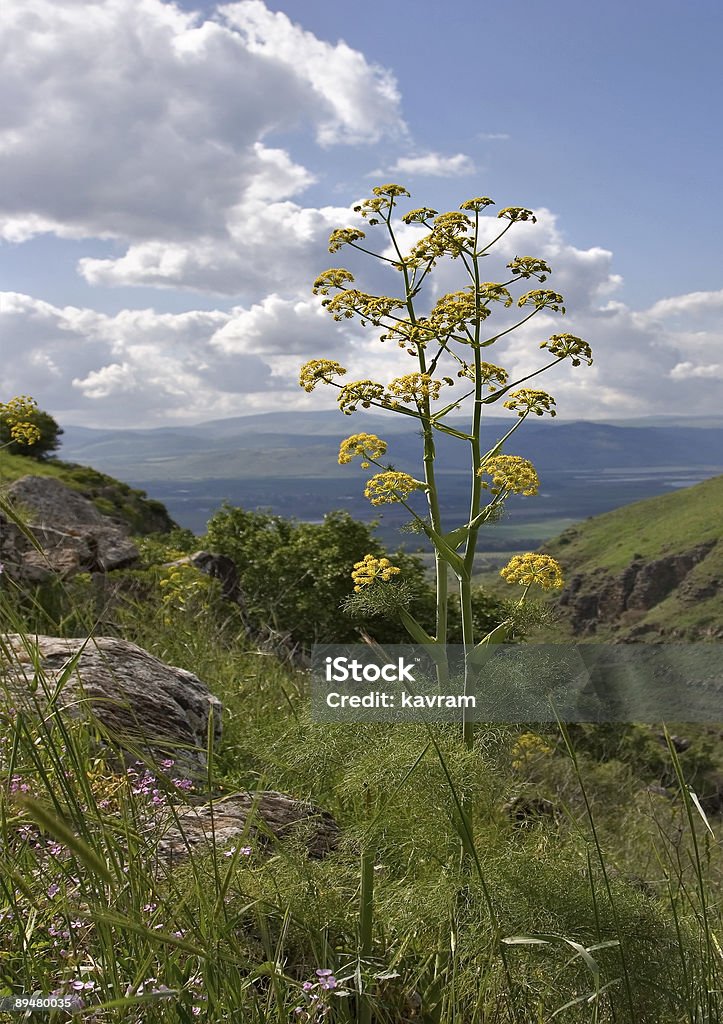 Salutaire fleur - Photo de Arbre libre de droits