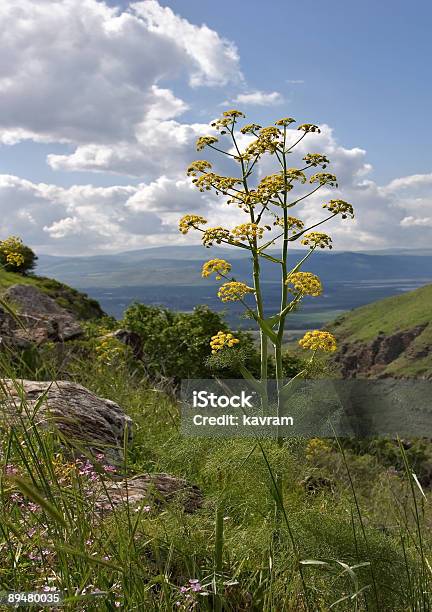 Salutar Flor - Fotografias de stock e mais imagens de Amarelo - Amarelo, Ao Ar Livre, Aventura