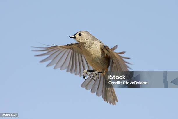 Photo libre de droit de Titmouse En Vol banque d'images et plus d'images libres de droit de Aile d'animal - Aile d'animal, Animaux à l'état sauvage, Bruant chanteur