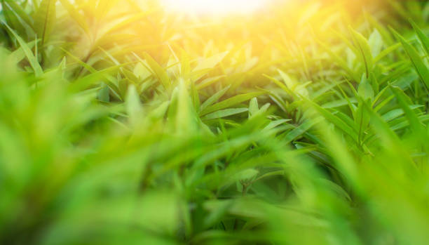 istock The green colors in this morning. 894807580