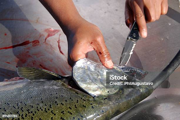 Limpieza De Salmón Con Cama King Foto de stock y más banco de imágenes de Agalla - Agalla, Aire libre, Aleta - Parte del cuerpo animal