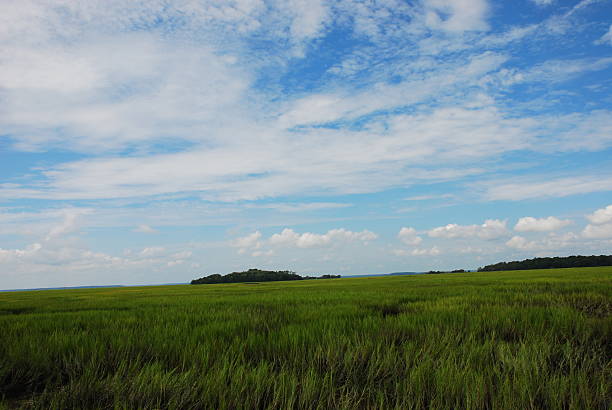 tidal marsh wetlands - parris island bildbanksfoton och bilder