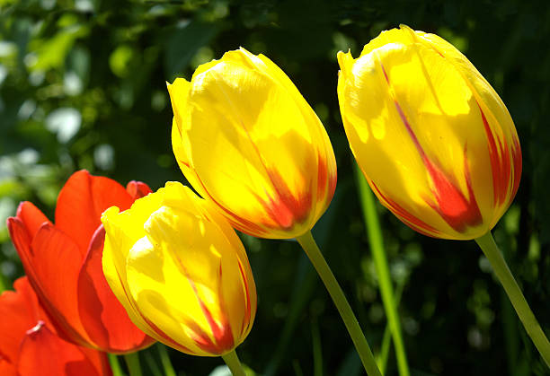 Trio of Yellow Tulips stock photo