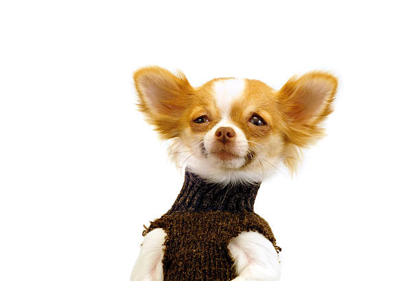 istock Chihuahua, showing smugness/disbelief 89481133