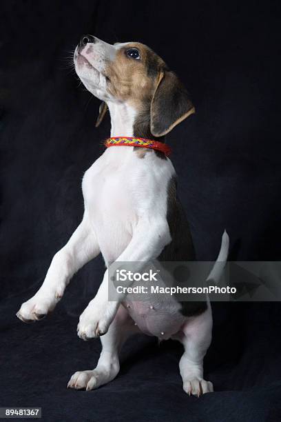 Beagle Szczeniak - zdjęcia stockowe i więcej obrazów Beagle - Beagle, Bez ludzi, Fajny