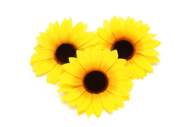 istock Three sunflowers isolated on the white background 89481490