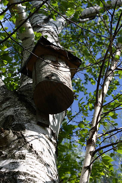 nesting box stock photo