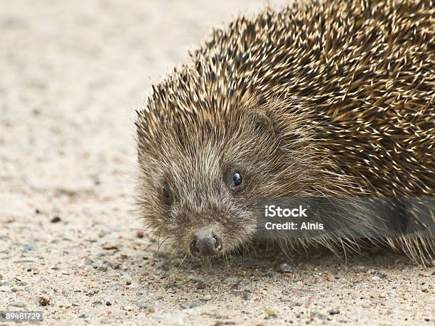 Igel Porträt Stockfoto und mehr Bilder von Borste - Borste, Farbbild, Fotografie