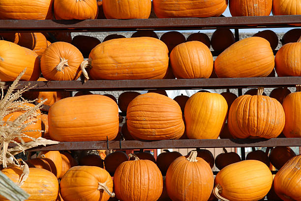Wall of Pumpkins stock photo
