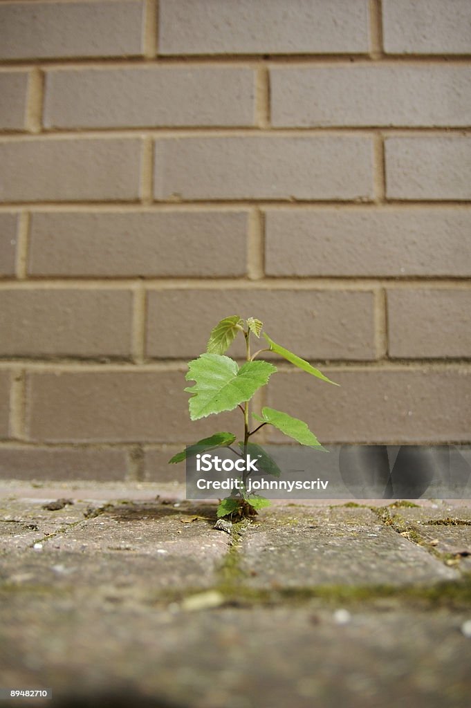 Contra todas as expectativas. - Royalty-free Agricultura Foto de stock