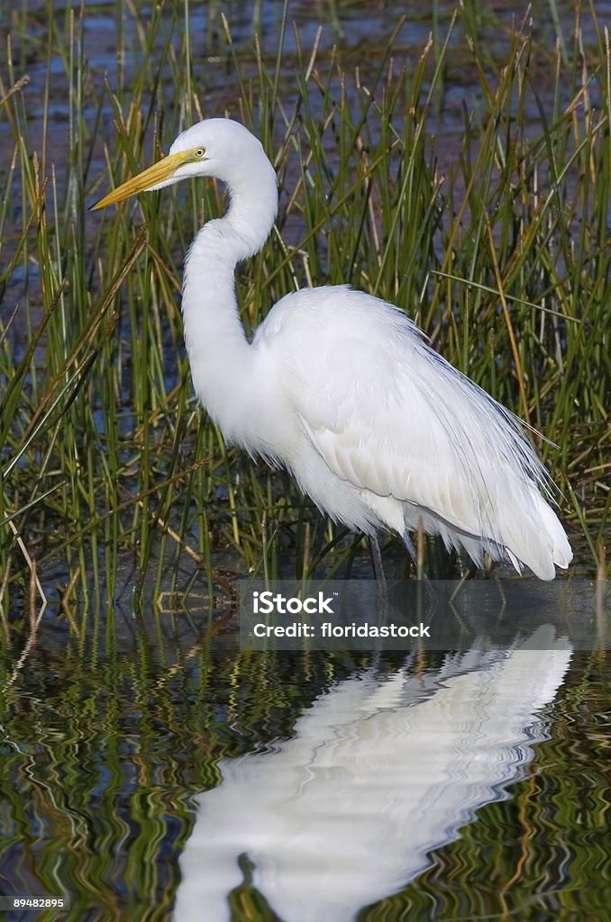 great white egret wades in reeds  Animal Stock Photo