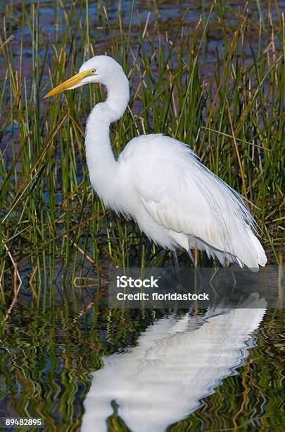 Great White Egret Wades In Reeds Stock Photo - Download Image Now - Animal, Animal Neck, Animal Wildlife