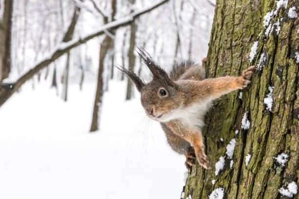 istock curious red squirrel sitting on tree trunk in search for meal in winter forest 894833354