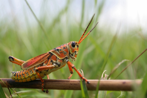 A grasshopper resting on a wooden stick.