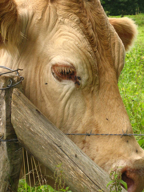 클로즈업 선으로나 샤롤레 소 머리. - charolais cattle metal grate cow summer 뉴스 사진 이미지