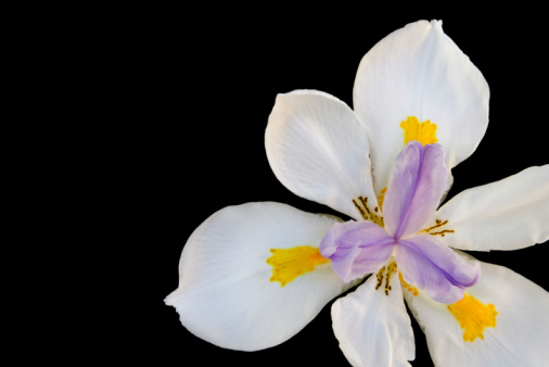 A border frame with white orchid flowers on black background (focus stacking)