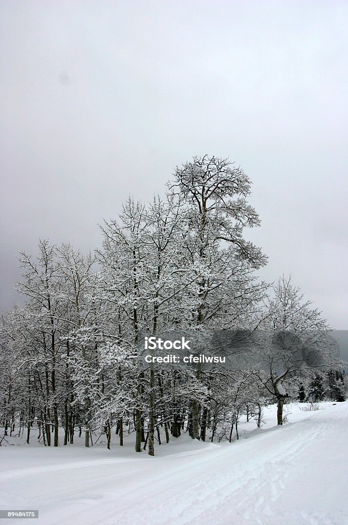 Alberi invernali - Foto stock royalty-free di Idaho