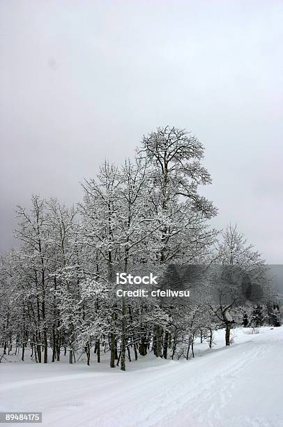 Alberi Invernali - Fotografie stock e altre immagini di Idaho - Idaho, Neve, Sci - Sci e snowboard