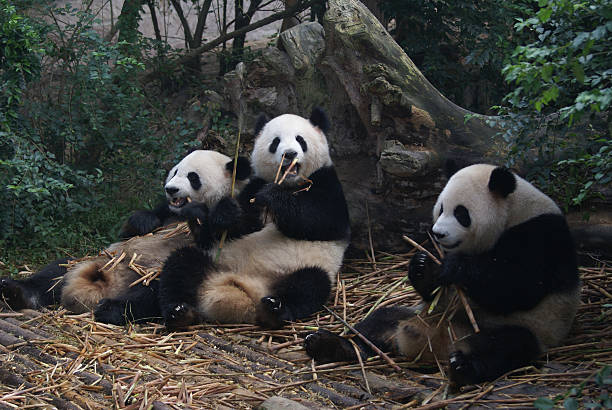 Panda gigante, Chengdu, China 2 - foto de acervo