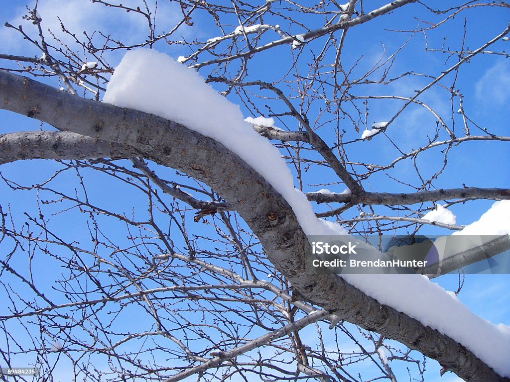 Agence de neige - Photo de Alberta libre de droits