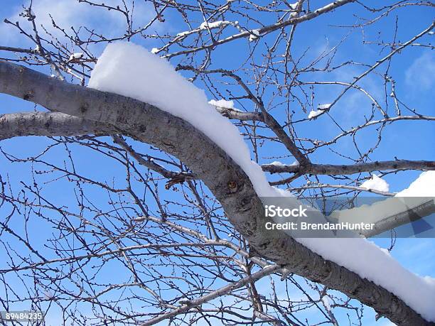 Photo libre de droit de Agence De Neige banque d'images et plus d'images libres de droit de Alberta - Alberta, Animal arboricole, Anxiété