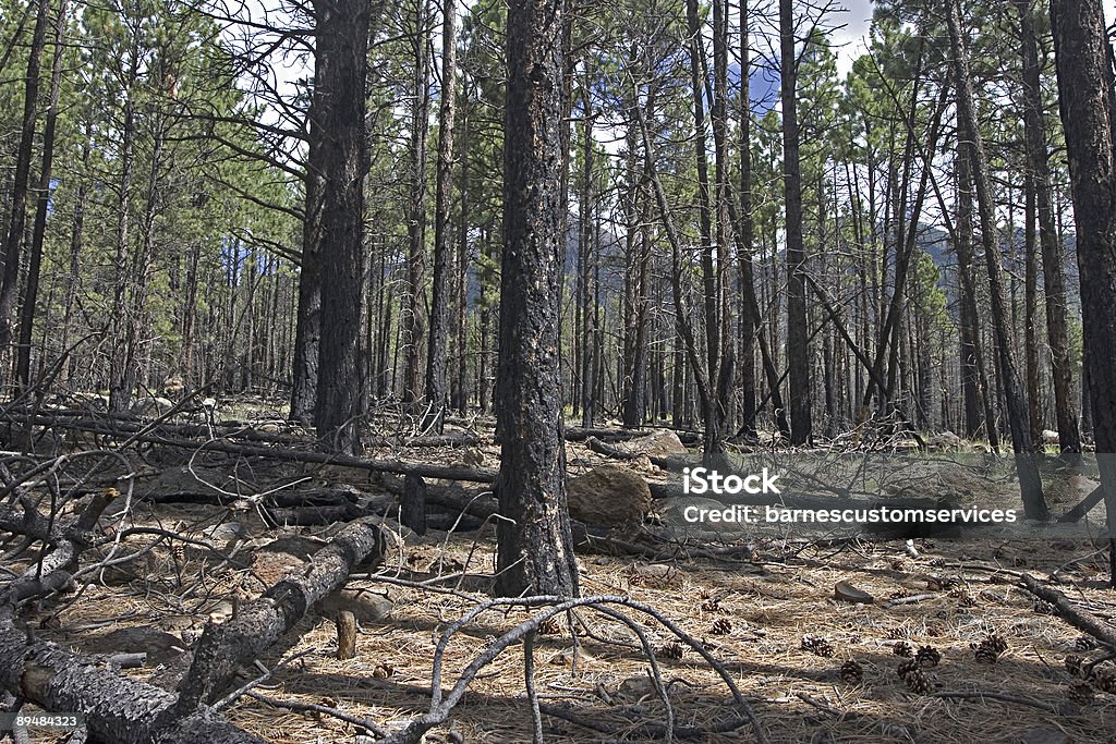 Burnt floresta - Foto de stock de Caos royalty-free