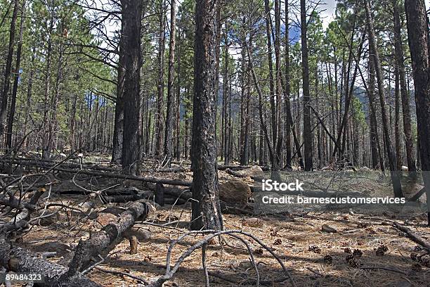 Foto de Burnt Floresta e mais fotos de stock de Caos - Caos, Incêndio Florestal, Cor Preta