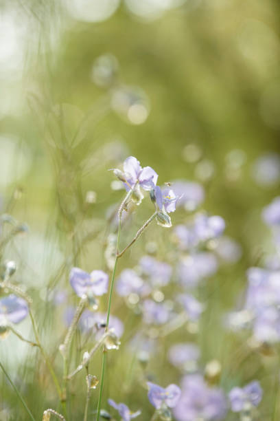 istock flowers in the pastel color 894843356