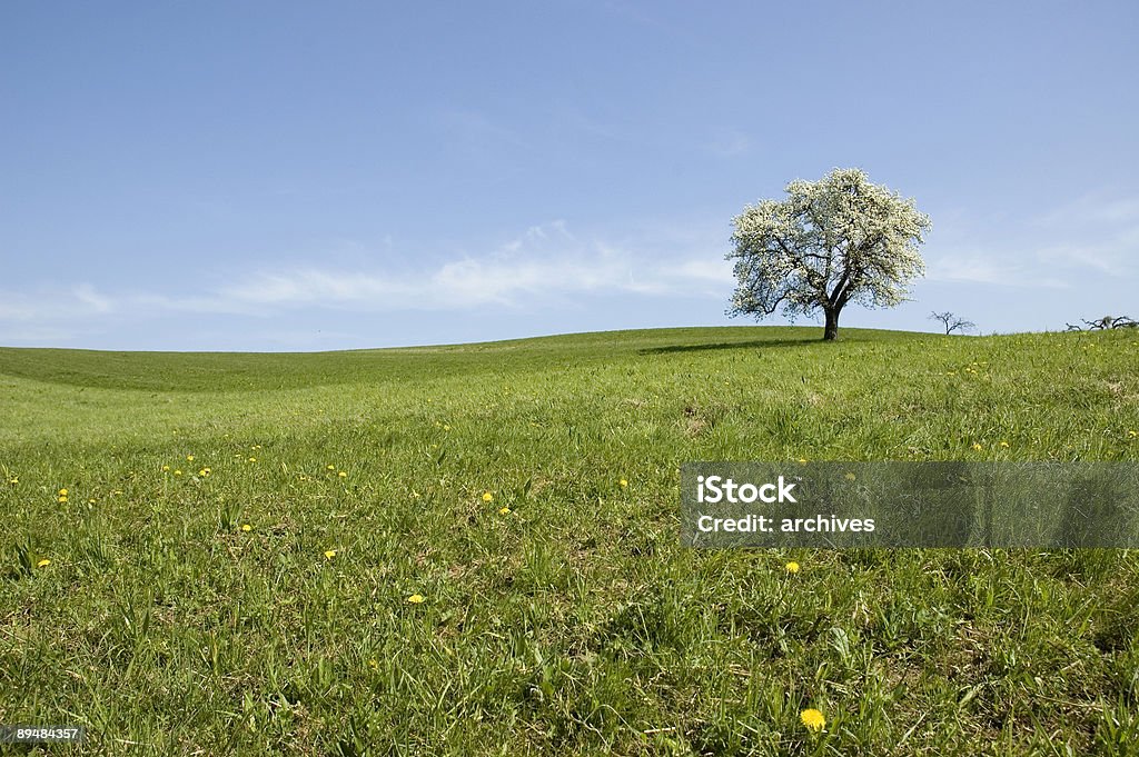 blooming landscape  Agricultural Field Stock Photo