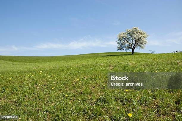 Blooming Landscape Stock Photo - Download Image Now - Agricultural Field, Agriculture, Apple - Fruit