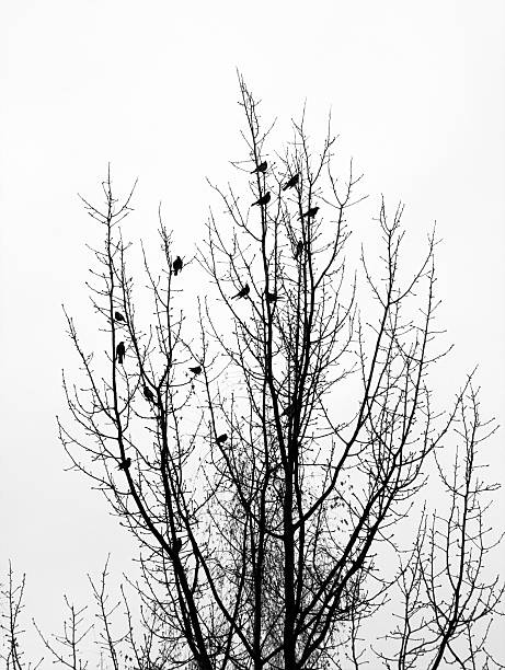 istock Flock of migrant birds 89484401
