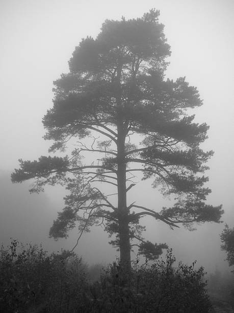 Lone Tree in the Mist stock photo