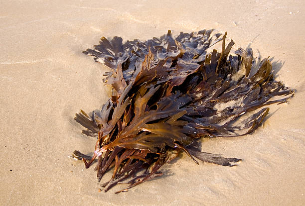 Seaweed on the beach stock photo