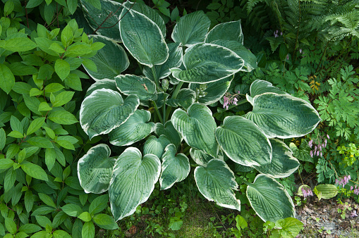 hosta plant in a decorative formal garden