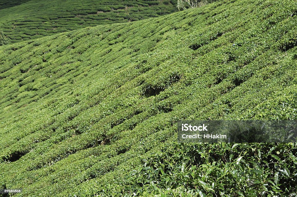 Piantagione di tè - Foto stock royalty-free di Ambientazione esterna